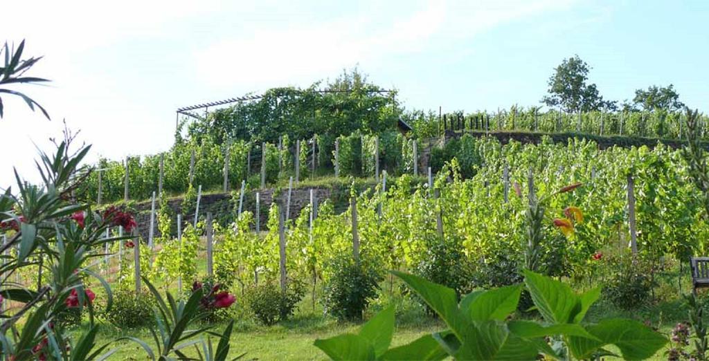 Apartmán Weingut Mariaberg Meißen Exteriér fotografie
